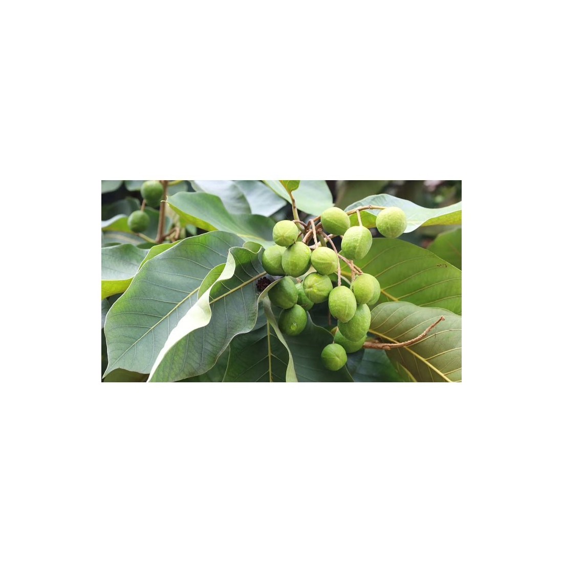 HARAD Pó Orgânico 1kg - Nutrição Natural para seu Jardim