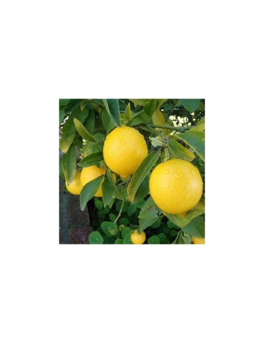 Eco Lemon Peel Granules 1-3mm | Natural & Sustainable... 2