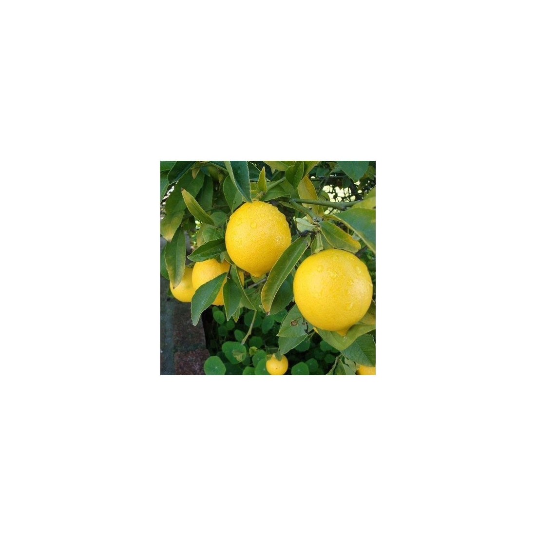 Cáscara de Limón Polvo Orgánico 1kg