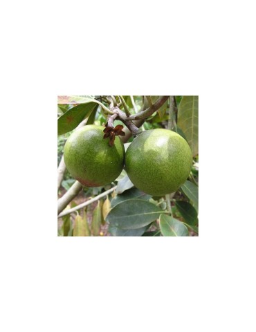 Lúcumas en Polvo Orgánico 1kg | Endulza Naturalmente 2