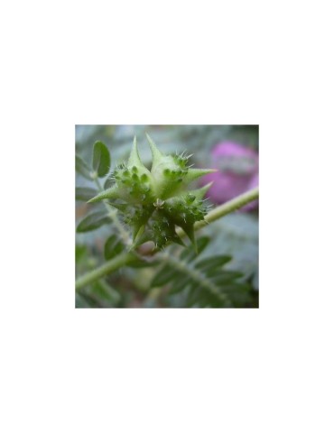 Organische Maca Pulver 4 Wurzeln - Natürliche Energie &... 2