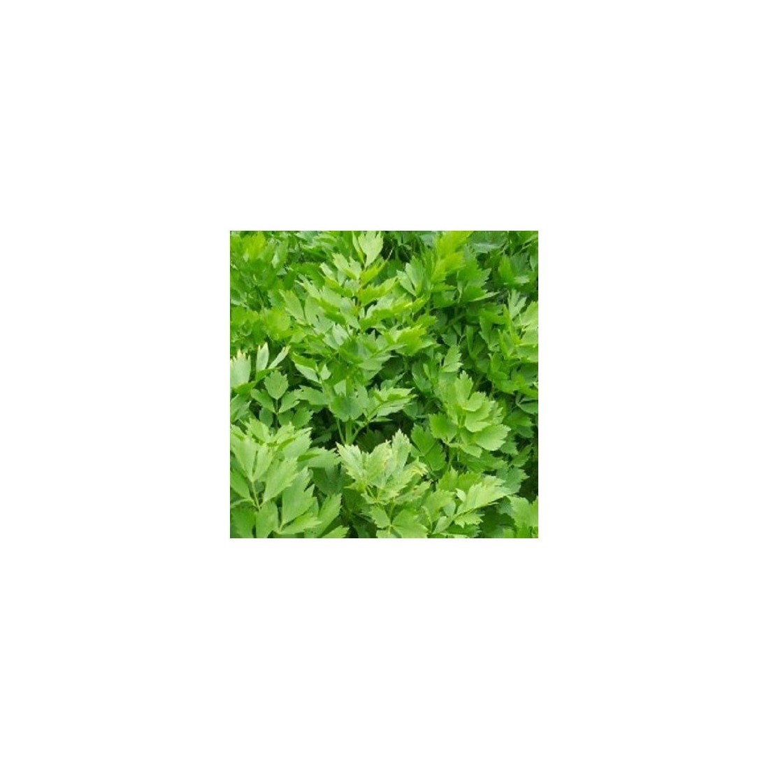 Poudre de racine MAGGI HERB 1kg Bio Nutritive