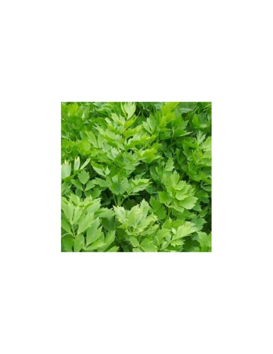 MAGGI HERB Organic Nutritious Root Powder 1kg