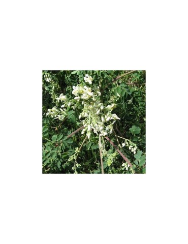 Moringa Poudre Biologique - Superaliment Énergisant 2