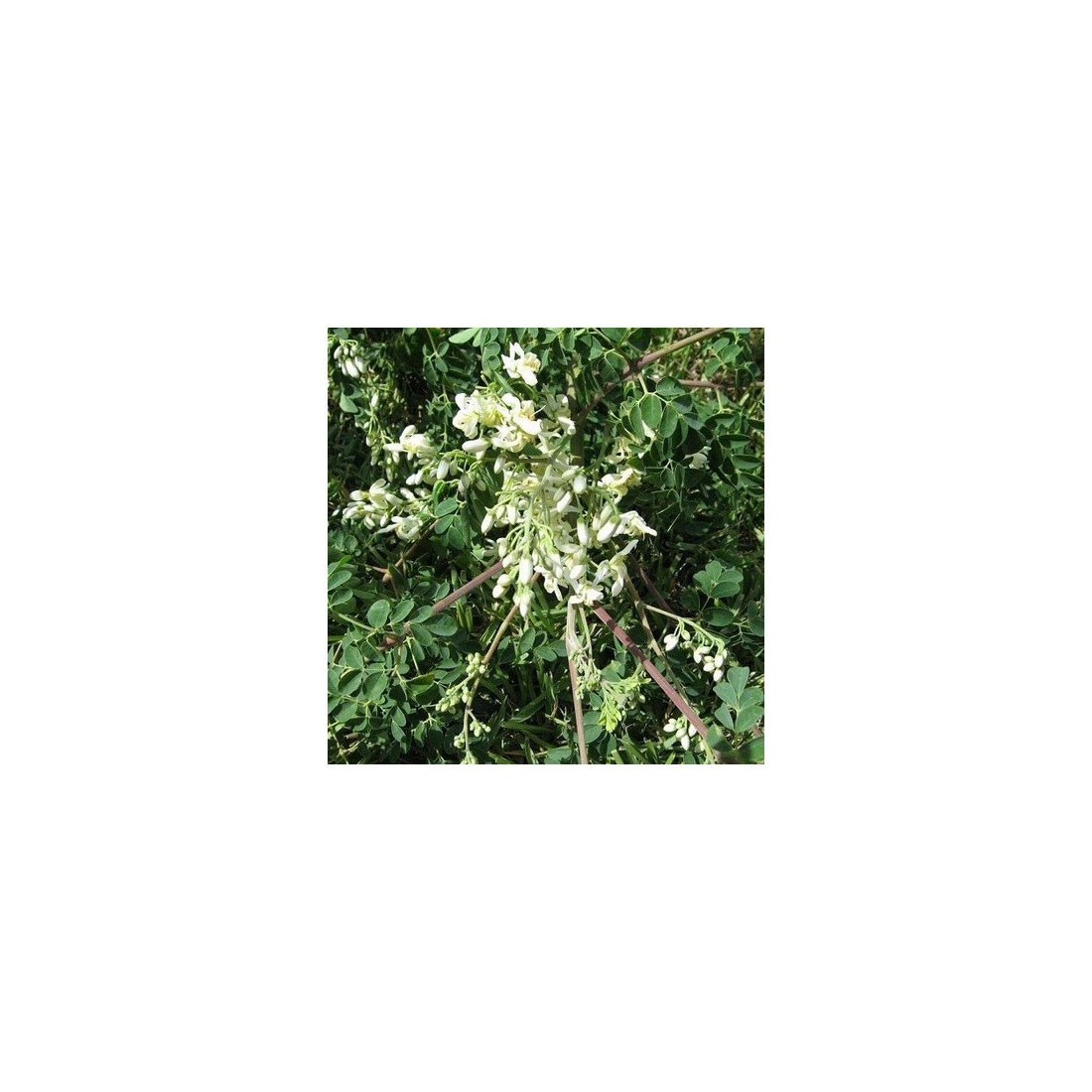 Moringa Polverizza Biologica - Superfood Energia e Benessere