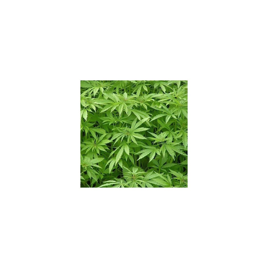 Proteína de Cânhamo Orgânica UE 48% Proteína