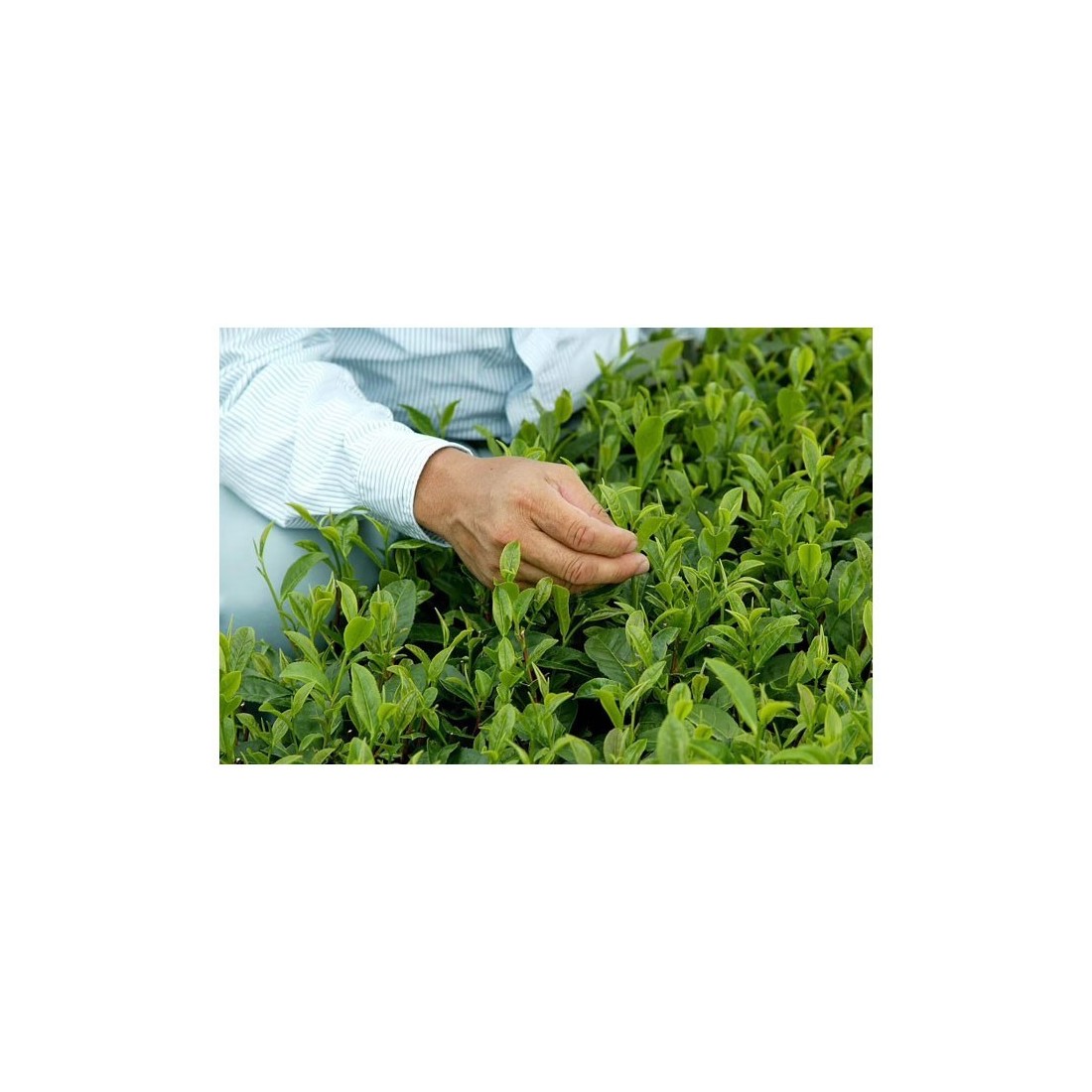 Matcha Orgânico 1kg | Superalimento Energético