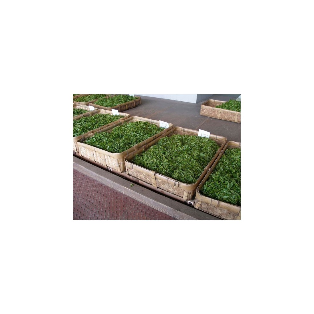 Matcha Orgânico 1kg | Superalimento Energético