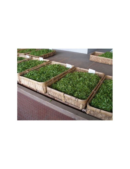Matcha Orgânico 1kg | Superalimento Energético