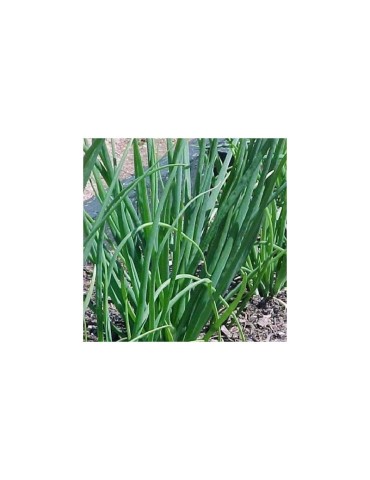Organic Red Granulated Onion 3-5mm | Intense Flavor &... 2