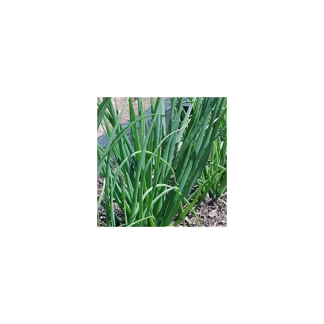 Rohni Geröstete Rote Zwiebel Bio 3-5 mm