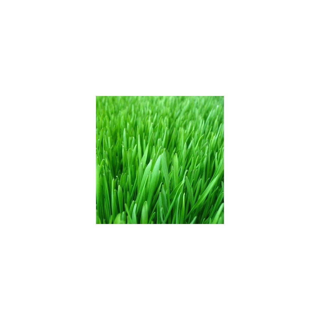 Polvere di Orzo Organico UE - Superfood Energizzante 1kg