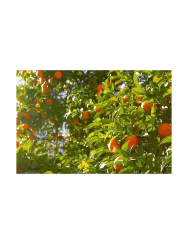 Organic Granulated Orange Peel 1kg 2