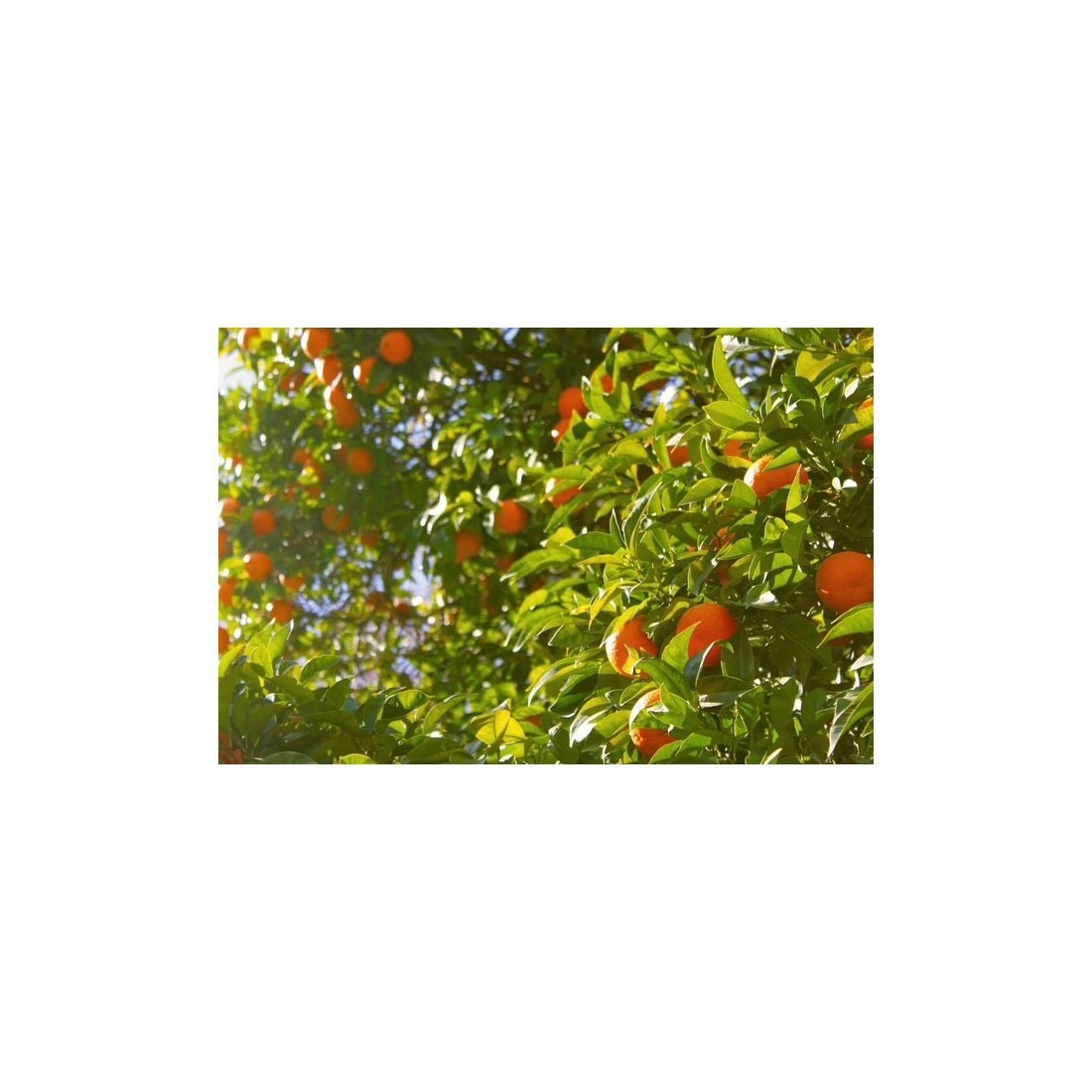 Organic Granulated Orange Peel 1kg