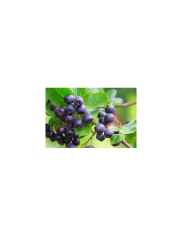 Organic Maqui Berry Powder - High Antioxidant Superfood 2