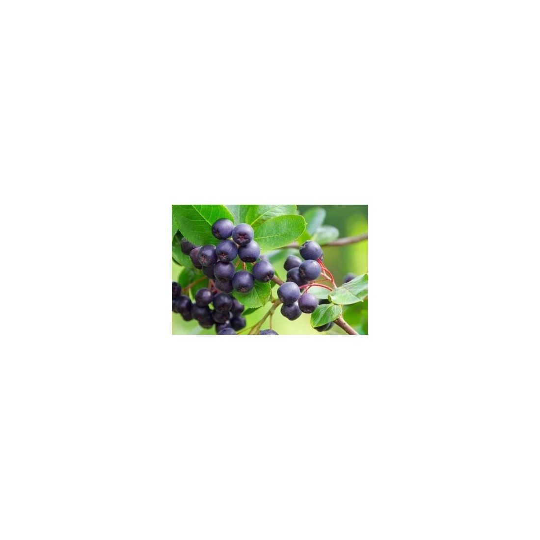 Organic Maqui Berry Powder - High Antioxidant Superfood