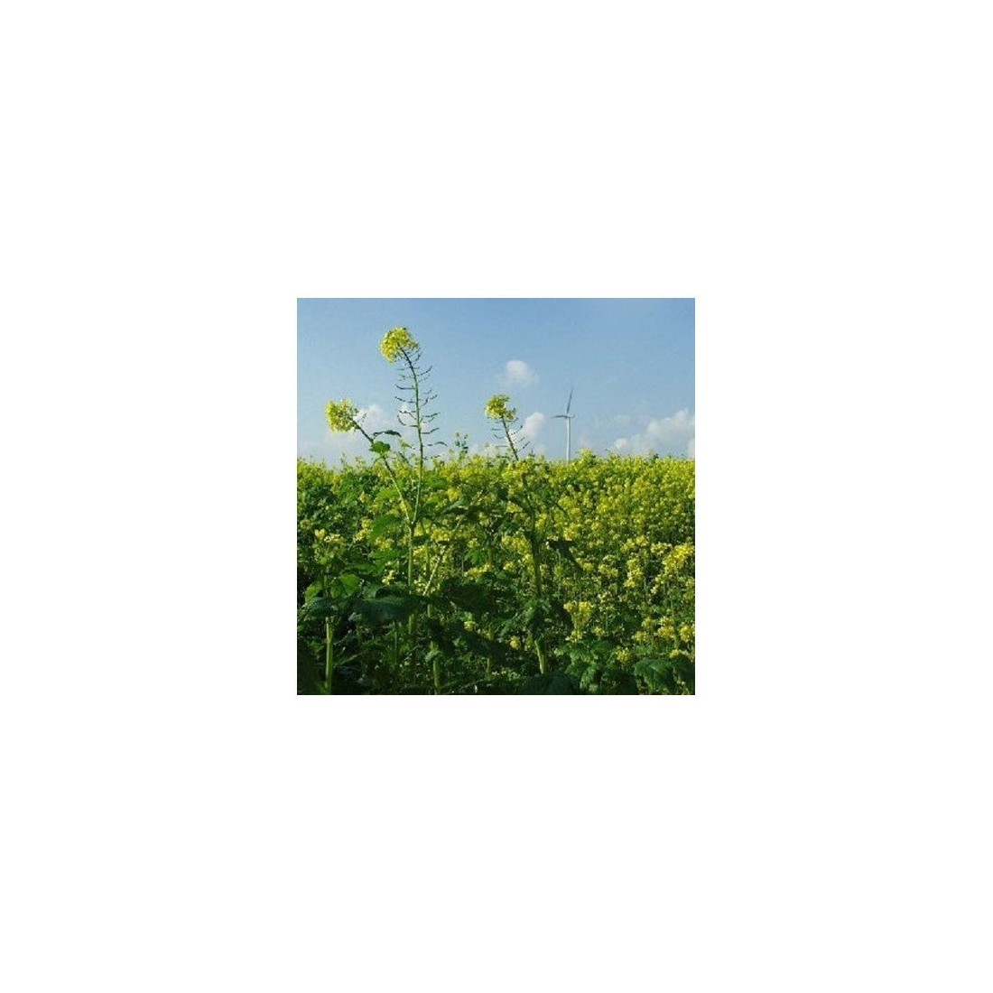 Organic Yellow Mustard Seed Powder - Gourmet Flavor &...