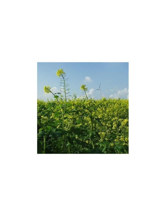 Semi di Senape Polvere Biologica 1kg