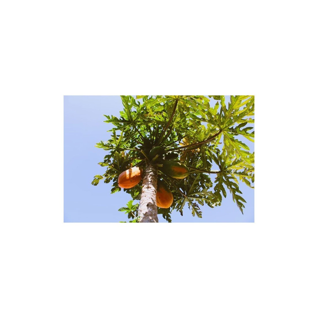 Organic Dried Papaya Powder | Rich in Enzymes & Antioxidants