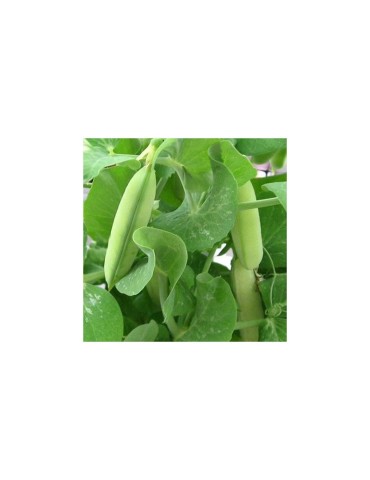 Organic Pea Protein Powder - 80% Pure Protein, Vegan &... 2