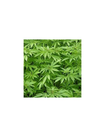 Semillas de Cáñamo Orgánicas 1kg - Proteínas y Omega 2