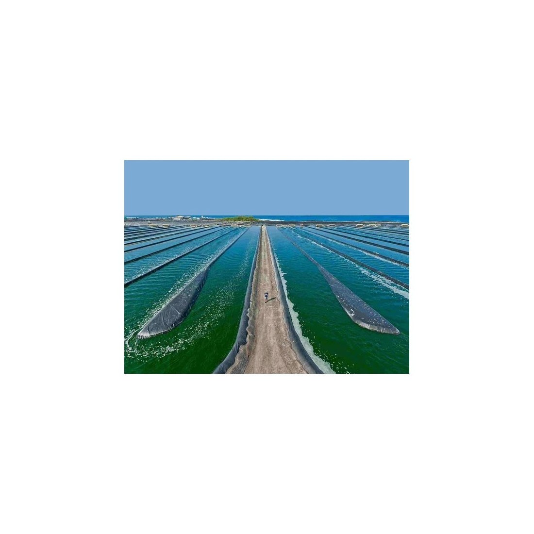 Suplemento Espirulina Azul Phytoblue - Fonte de Energia...