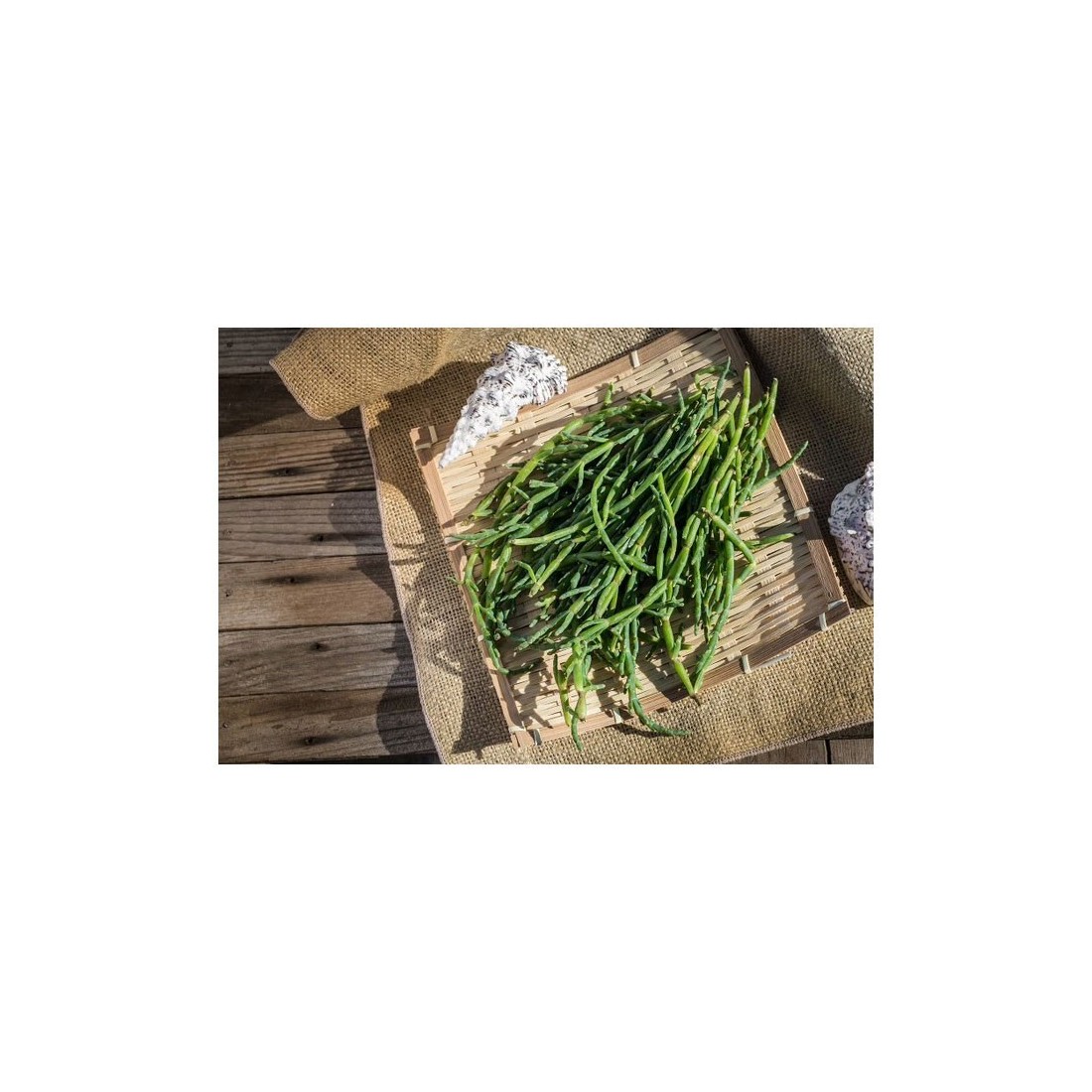 Pó de Lama de Samphire Orgânico 1kg