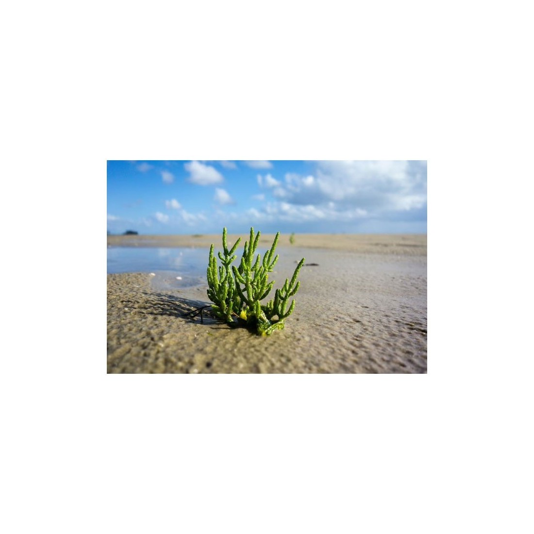 Pó de Lama de Samphire Orgânico 1kg