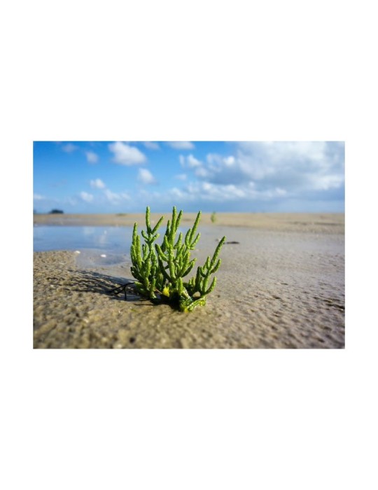 Polvere di Limo di Samphire Biologico 1kg