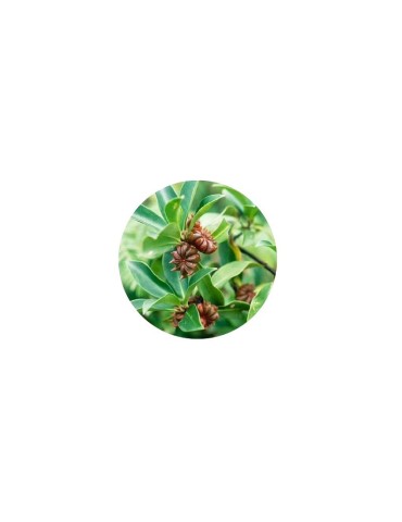 Anis Étoilé Entier Bio 1kg - Saveurs Intenses et Naturelles 2