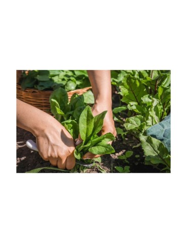 Spinaci In Polvere Bio 1kg - Nutrizione Facile e Salute 2