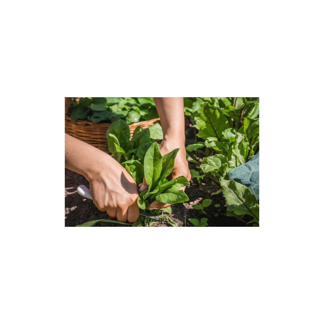 Espinacas En Polvo Orgánicas 1kg - Nutrición Fácil y Rápida