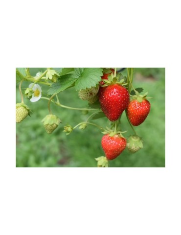 Fresa Liofilizada Orgánica 1kg | Sabor Intenso y Nutritivo 2