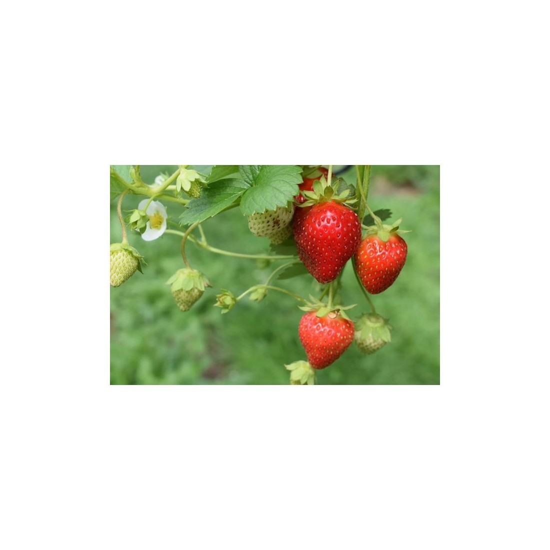 Bio-Erdbeerpulver 1kg - Intensiver Geschmack & Nährstoffe