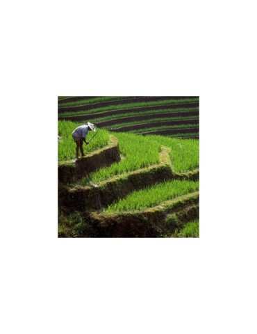Protéine de Riz Bio 80% Pure 1kg 2