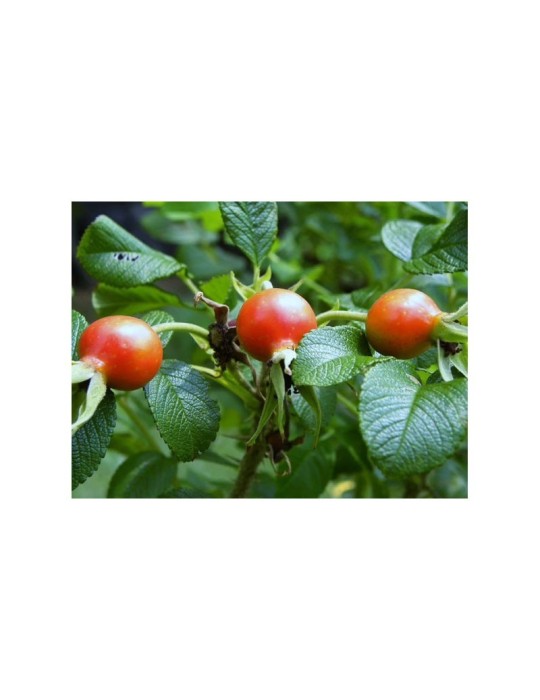 Pó de Rosa Mosqueta Orgânico 1kg