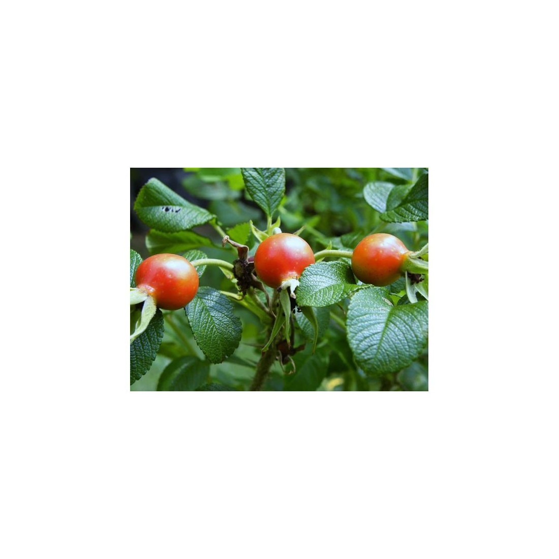 Organic Rosehip Pieces 1kg | Natural and Eco-Friendly