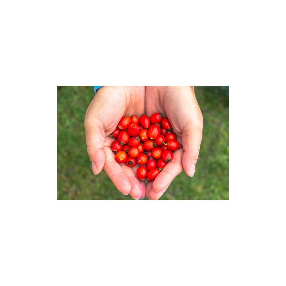 Organic Rosehip Pieces 1kg | Natural and Eco-Friendly