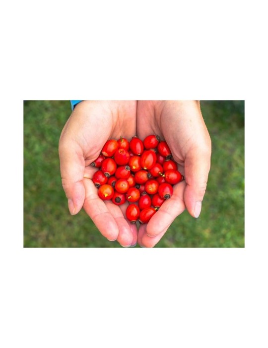 Organic Rosehip Pieces 1kg | Natural and Eco-Friendly