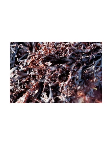 Poudre Mousse de Mer Bio 1kg - Engrais Naturel 2