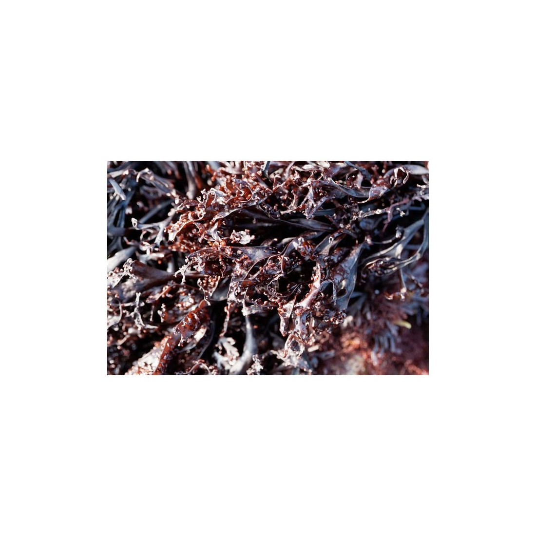 Musgo de Mar Orgánico 1kg - Fertilizante Natural