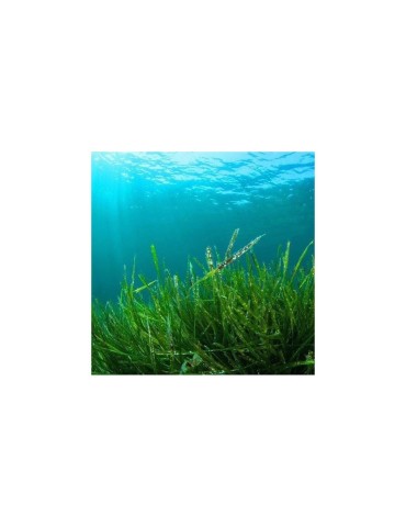 Spirulina Comprimi Biologici 500mg - 1kg Energia e Nutrienti 2