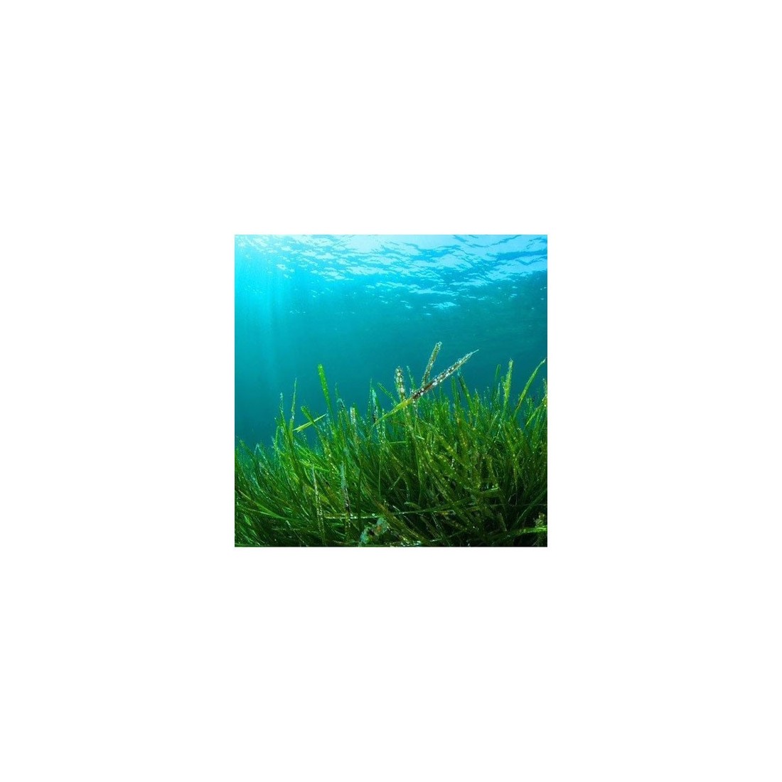 Organic Spirulina Tablets 500mg - Boost Health & Energy