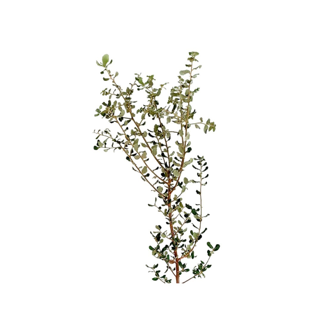 Quercia da Sughero con Boletus - Produzione Naturale di...