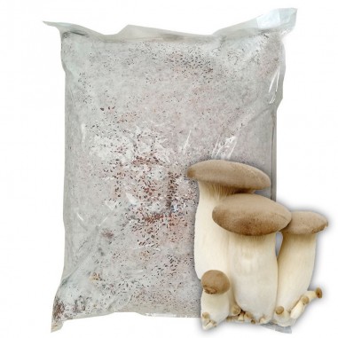 Mycelium Pleurotus eryngii 30 l