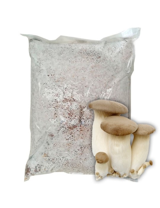 Micélio Pleurotus eryngii 30l - Cultive Cogumelos Gourmet Micélio Pleurotus eryngii 30l - Cultive Cogumelos Gourmet