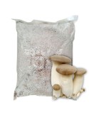 Grow Premium Eryngii Mushrooms | High Yield Mycelium 30L