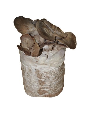 Mico Kit pleurote en huître