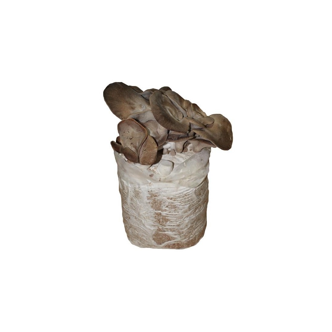Mico Kit oyster mushroom