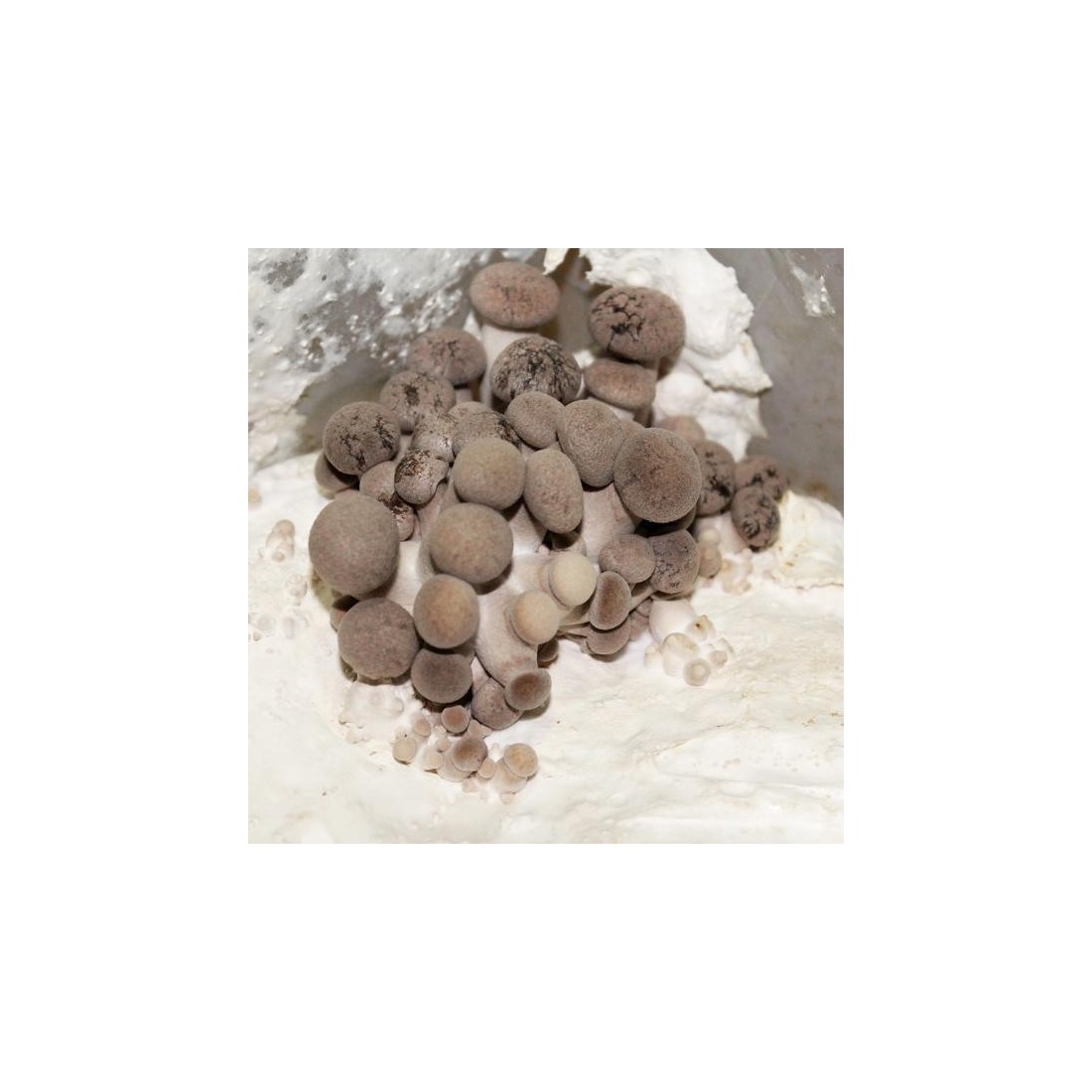 Mico Kit oyster mushroom